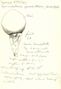 Vorschaubild Gymnobalanus sprucei Meisn.